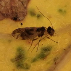 Graphopsocus cruciatus