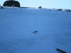 Plectrophenax nivalis