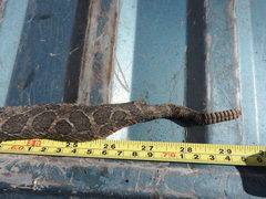 Crotalus polystictus