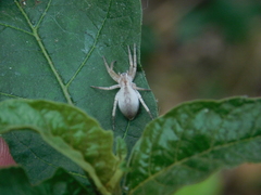 Arachosia praesignis