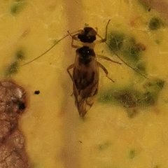 Graphopsocus cruciatus