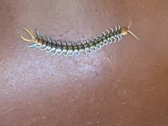 Scolopendra mirabilis