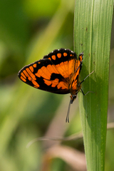 Byblia anvatara acheloia