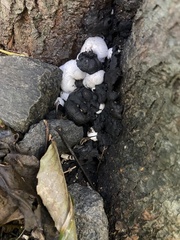 Daldinia concentrica