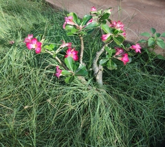 Adenium