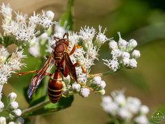 Polistes bellicosus