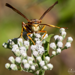 Polistes bellicosus