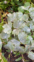 Thalictrum occidentale
