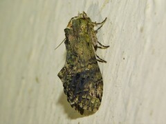 Acrasiella