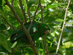 Psittacara leucophthalmus