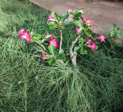 Adenium