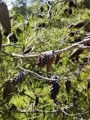Pinus halepensis