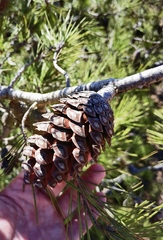 Pinus halepensis