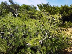 Pinus halepensis