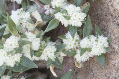 Guilleminea densa