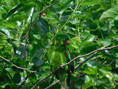 Psittacara leucophthalmus