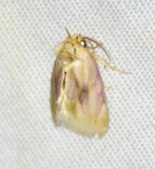 Chamaeclea basiochrea