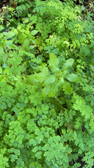 Thalictrum occidentale