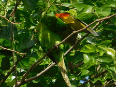 Psittacara leucophthalmus