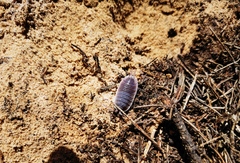 Porcellio