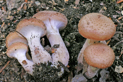 Armillaria gemina