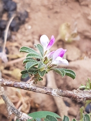 Psoralea decumbens
