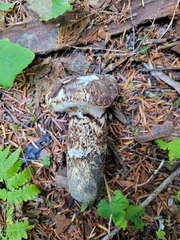 Tricholoma dulciolens