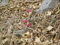 Tillandsia aeranthos