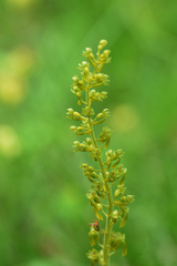 Neottia ovata