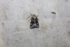 Lacinipolia olivacea