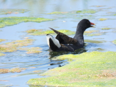 Gallinula chloropus meridionalis