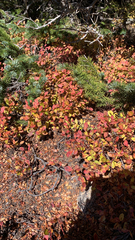 Vaccinium uliginosum