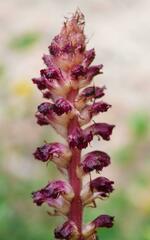 Orobanche sanguinea