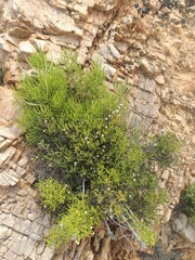 Dolichothrix ericoides