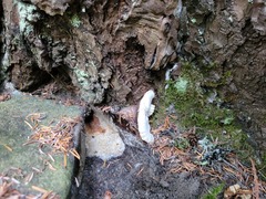 Tricholoma dulciolens