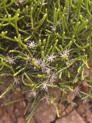 Dolichothrix ericoides