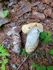 Tricholoma dulciolens