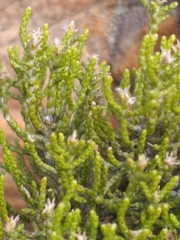 Dolichothrix ericoides