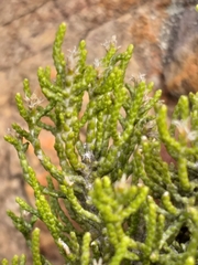 Dolichothrix ericoides