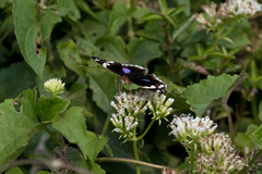 Junonia oenone oenone