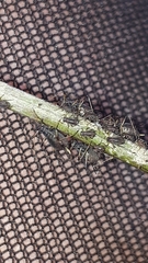 Tuberolachnus salignus