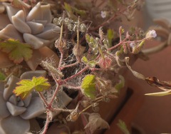 Geranium rotundifolium