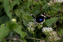 Junonia oenone oenone