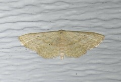 Scopula benitaria