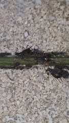 Tuberolachnus salignus