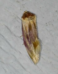 Chamaeclea basiochrea