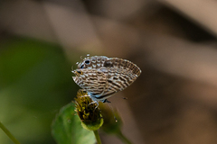 Leptotes pirithous