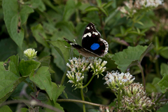Junonia oenone oenone