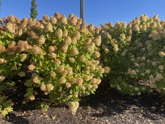 Hydrangea