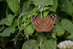 Junonia natalica natalica